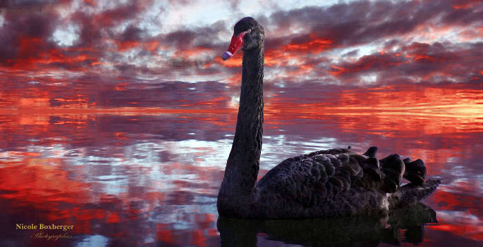 Cygne noir - Etang d'Isle