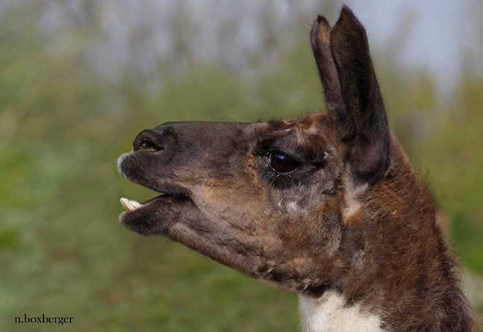 Lama - zoo du parc d'Isle