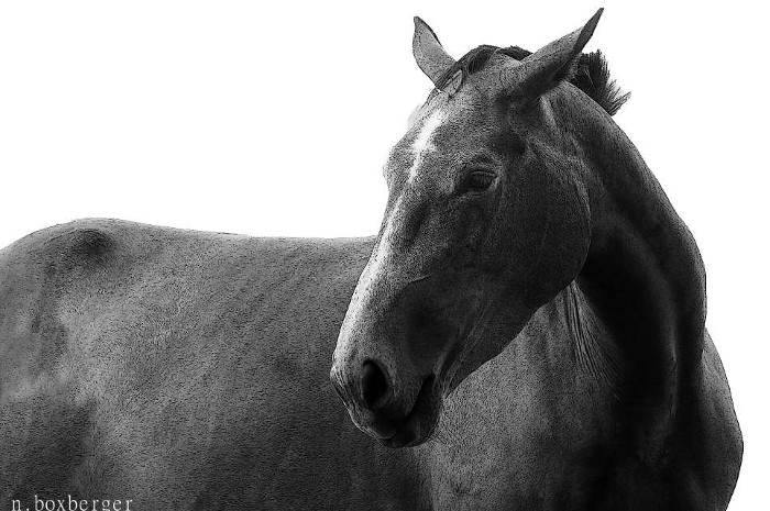 Cheval de l'Aisne