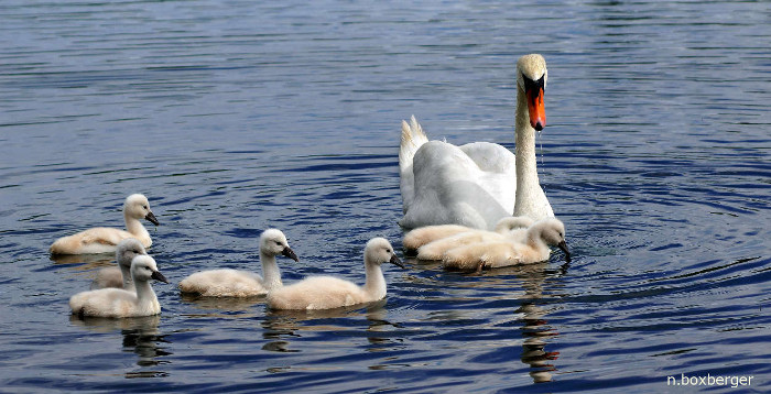 Famille de cygnes - Réserve d'Isle