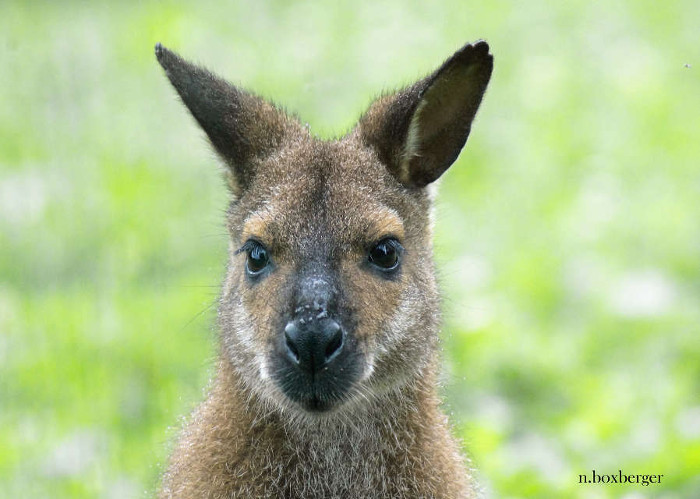 Portrait de wallaby de Bennett - zoo du parc d'Isle