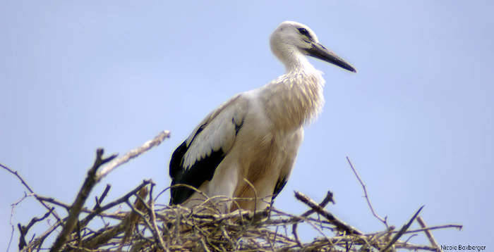 Jeune cigogne - Réserve d'Isle