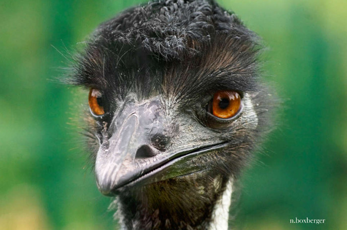 Portrait d'Emeu - zoo du parc d'Isle