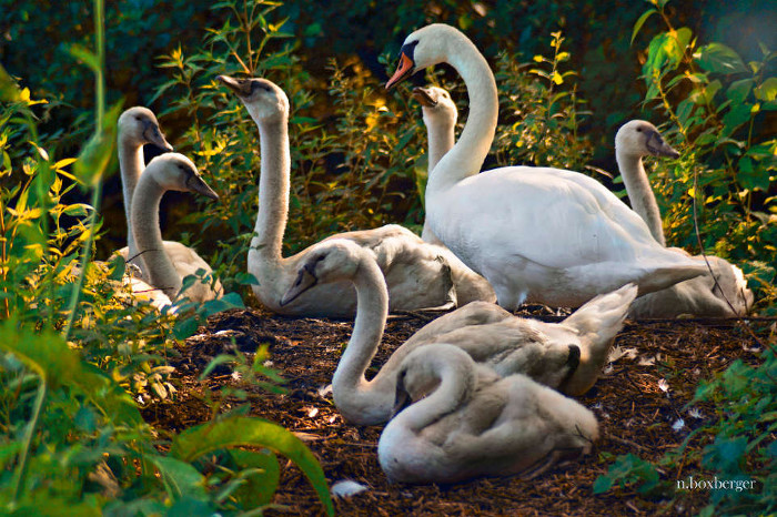 Famille de cygnes - Réserve d'Isle