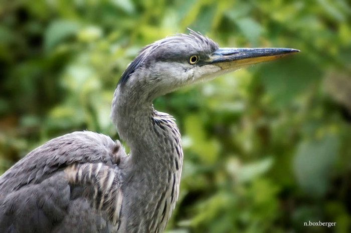 Portrait de héron - Etang d'Isle