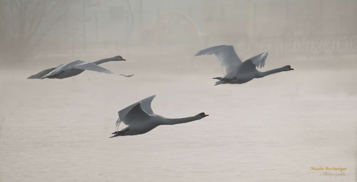 Cygnes - Parc d'Isle