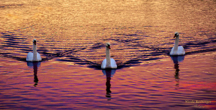 Cygnes - Parc d'Isle