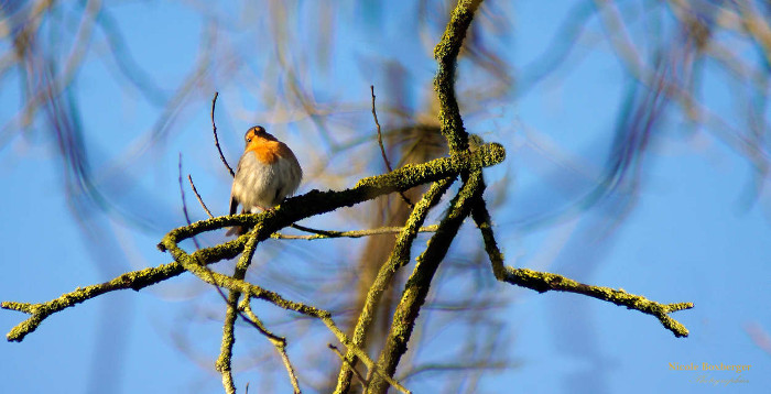 Rouge-gorge - Parc d'Isle