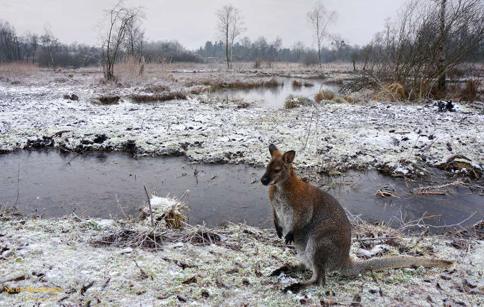 Wallaby en promenade - parc d'Isle