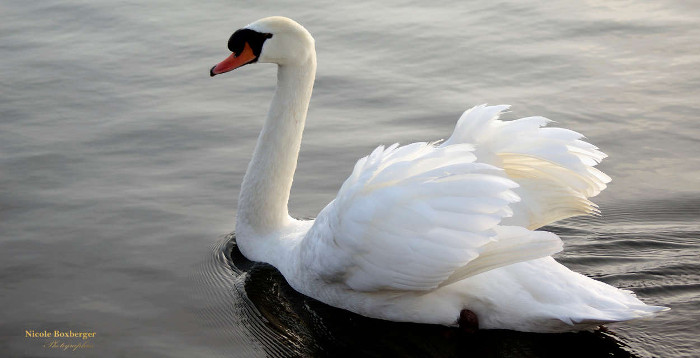 Cygne sur l'Etang d'Isle