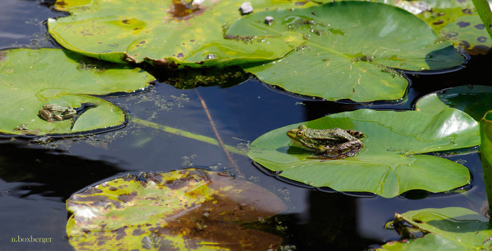 Grenouilles des marais - Réserve d'Isle