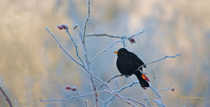 Merle en hiver - Parc d'Isle