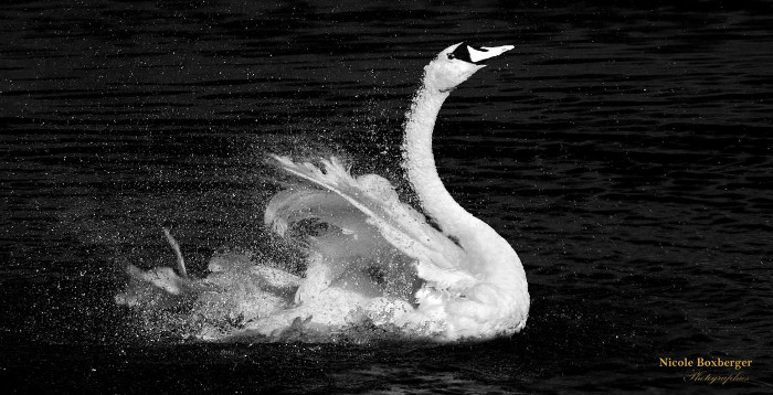 Cygne en n&b - Réserve d'Isle