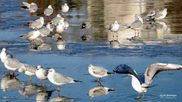 mouettes du parc d'Isle