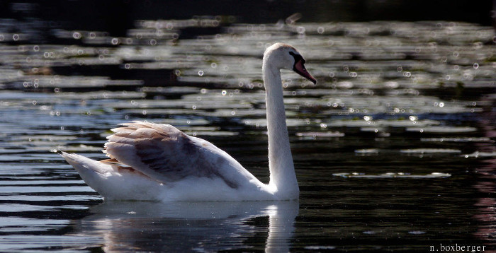 Cygne - Etang d'Isle