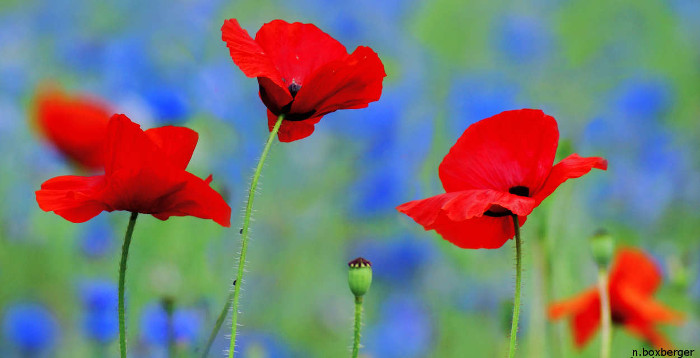 Coquelicots - Jardin de Brancourt
