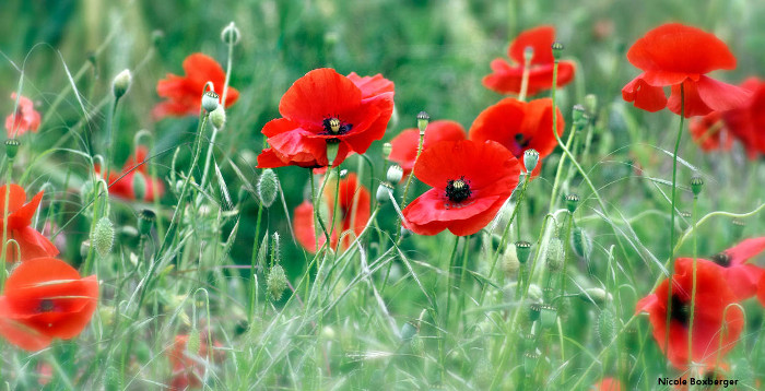 Coquelicots - Région St-Quentinoise