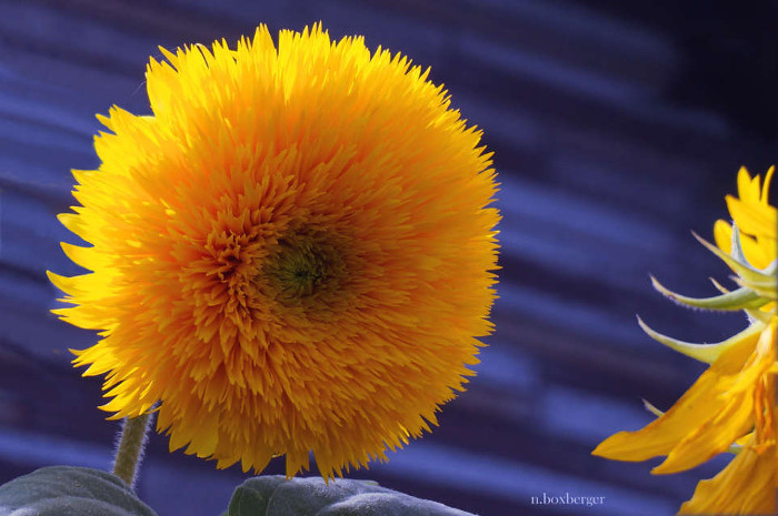 Fleur commune : Pissenlit - Parc d'Isle
