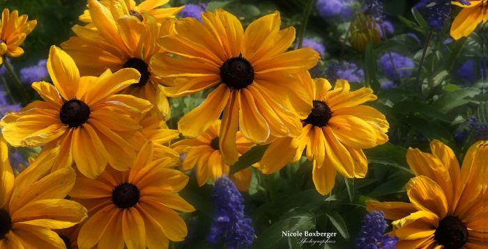 Marguerites jaunes - St-Quentin