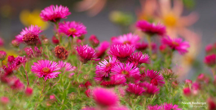 Aster de la Nouvelle Aster de la Nouvelle Angleterre - Harrington Pink
