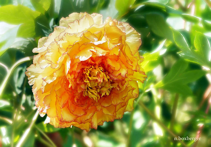 Pivoine Chromatella - Jardin des Lianes