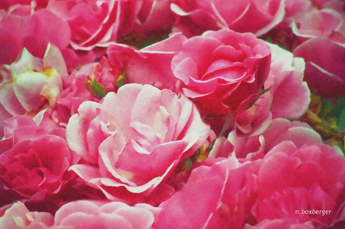 Tendre rose - Parc d'Isle