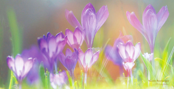 Fleurs des champs