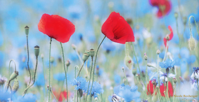 Coquelicots