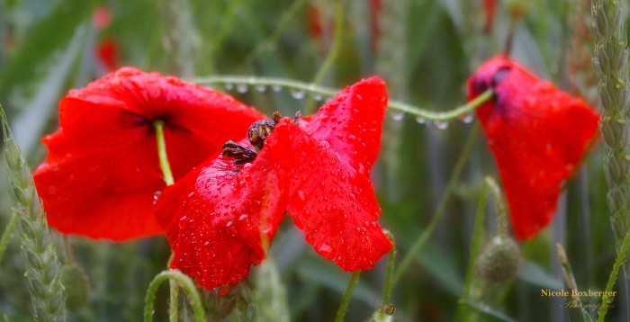 Coquelicots