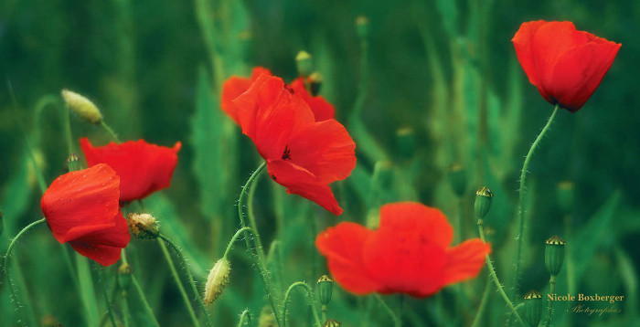 Coquelicots