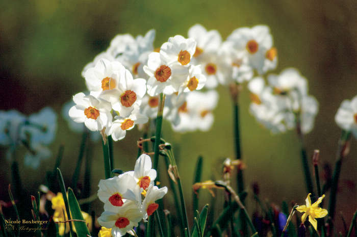 Narcisses