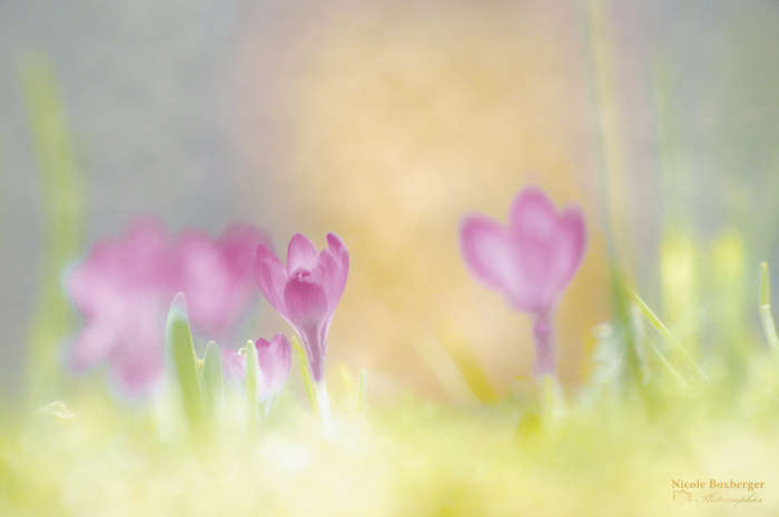 Crocus