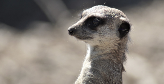 portrait suricate - Isle sauvage 