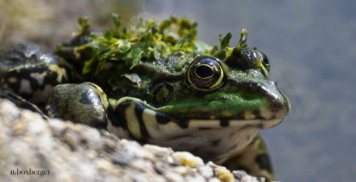 Grenouille des Marais - réserve d'isle