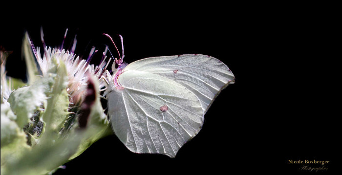 Pieris brassicae- réserve d'isle