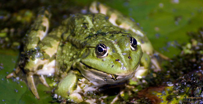 Grenouille des Marais - réserve d'isle