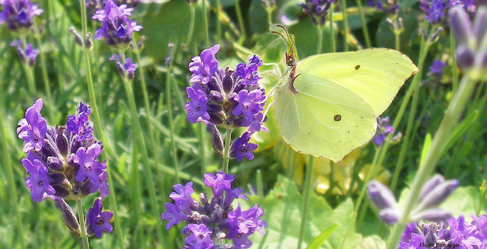 Papillon citron - Réserve d'isle