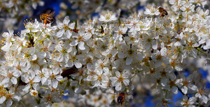 Abeilles sur fleurs de pommiers