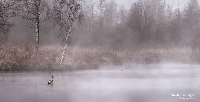 Réserve d'Isle en hiver