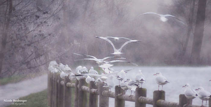 Réserve d'Isle en hiver