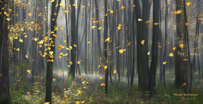 Feuilles d'automne