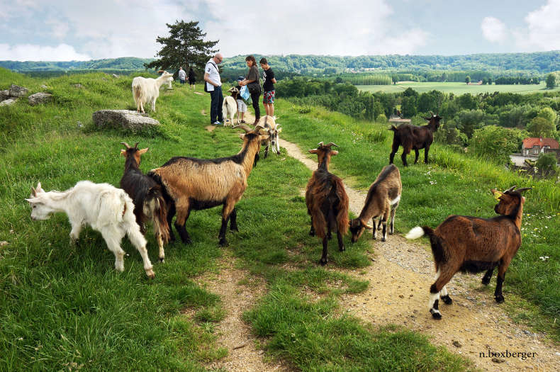 Les chèvres de Coucy le Château