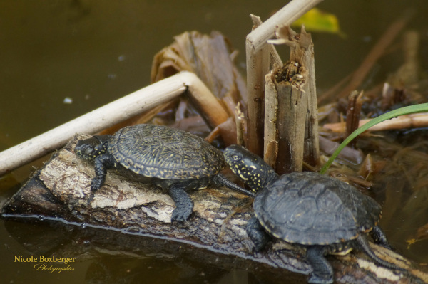 cistrudes de l'isle sauvage