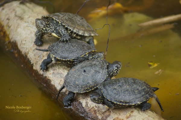 cistrudes de l'isle sauvage