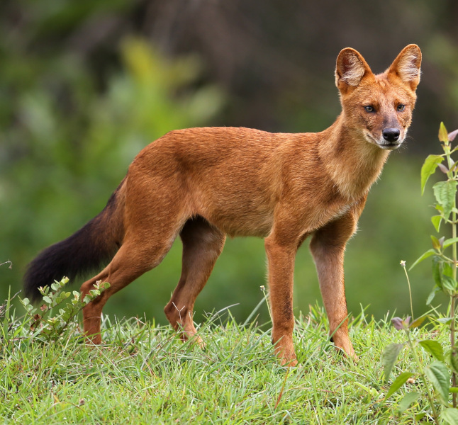 dhole image wikipedia