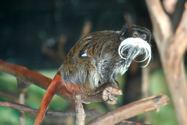 tamarin empereur de l'isle sauvage