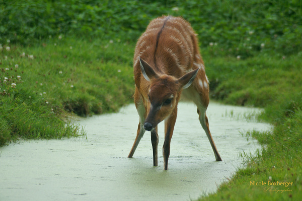 sitatunga de l'isle sauvage