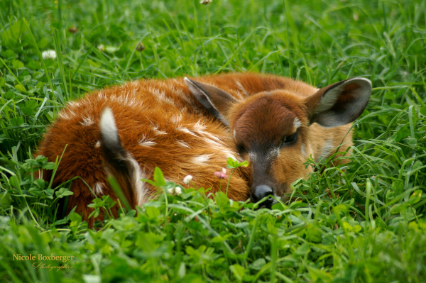 sitatunga de l'isle sauvage