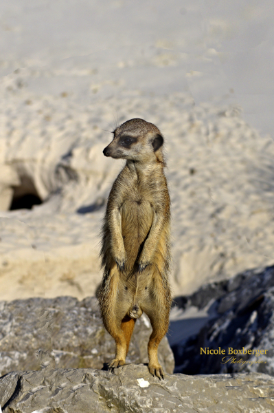 suricate de l'isle sauvage