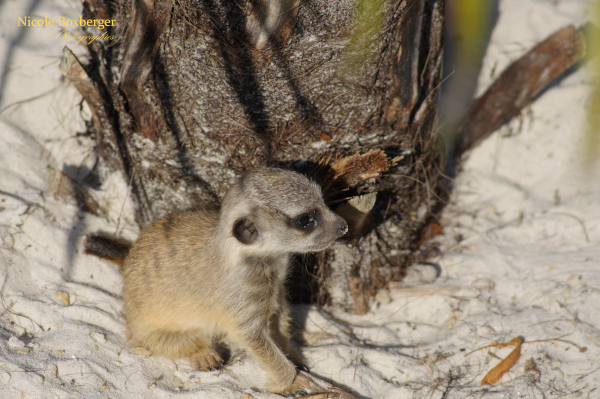 suricate de l'isle sauvage